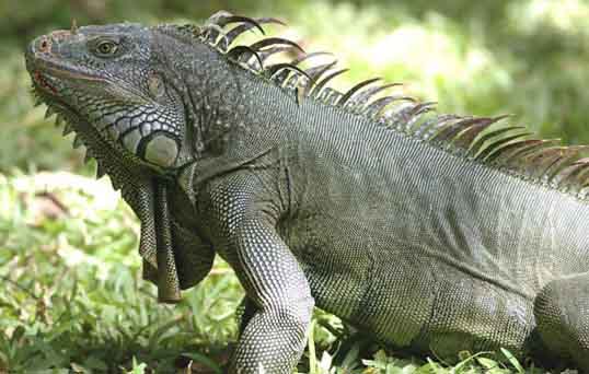 Iguana